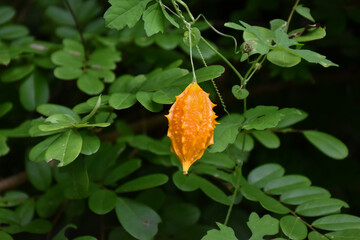 Ripe bitter gourd hang on its vine, concept for natural herb to cure human health.