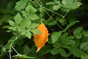 Ripe bitter gourd hang on its vine, concept for natural herb to cure human health.