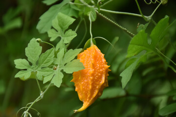Ripe bitter gourd hang on its vine, concept for natural herb to cure human health.