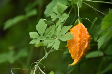 Ripe bitter gourd hang on its vine, concept for natural herb to cure human health.
