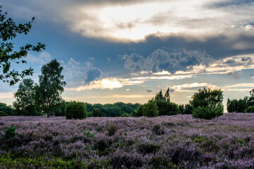L&uuml;neburger Heide