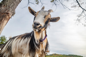 Nigerian Dwarf goat looking at us