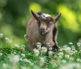 Naklejka na ściany i meble Six week old Nigerian Dwarf Dairy Goat kid in wildflowers