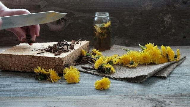 process of preparing a medicinal decoction from dandelion roots and flowers.