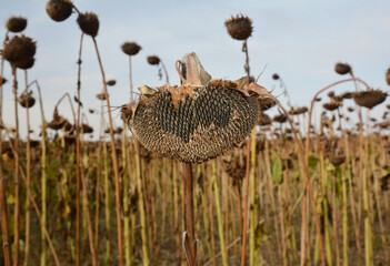 Commercial sunflower farming: ripe and dry sunflowers in the field are ready for harvesting and good sunflower seeds crop in autumn.