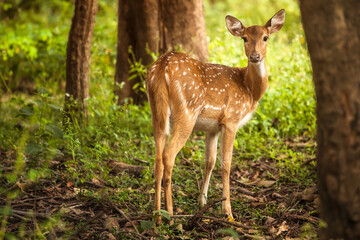Spotted deer looking at camera