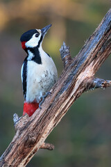 Fototapeta premium great spotted woodpecker