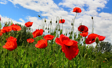 field of poppies