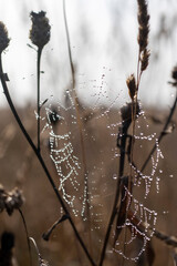 Web on dry spines in Russia.