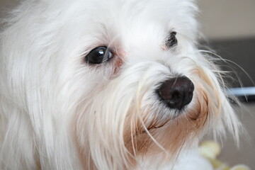 maltese dog funny faces
