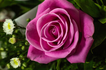pink rose and white daisy