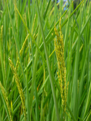 close-up selective focused of green paddy rice, green ear of rice in paddy rice field, blur paddy rice field background