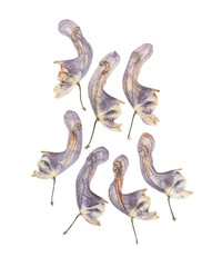 Pressed and dried flowers aconitum. Isolated on white background. For use in scrapbooking, pressed floristry or herbarium