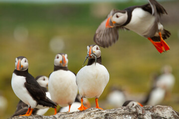 Frailecillo atlántico ( Fratercula arctica), en la isla de May (Escocia).