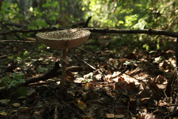 mushroom in the forest