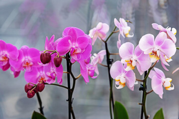 Fototapeta na wymiar Collection of wonderful fresh bright purple and pink exotic orchid flowers on thin green stems on light grey background close view. Decorative houseplants
