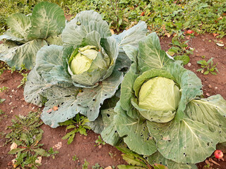 Cabbage grows on the ground in the garden.