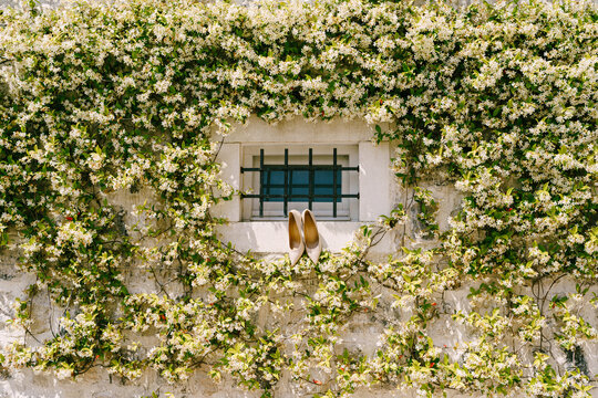 A fragrant liana, honeysuckle, honeysuckle on a stone wall with a window behind a metal grate and white women's shoes.