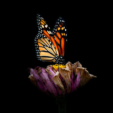 Fototapeta Monarch butterfly  on fading purple zinnia flower