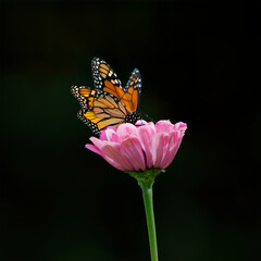 Monarch butterfly  36573