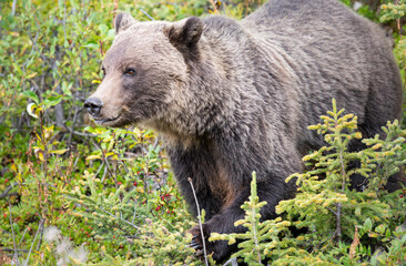 Grizzly bear eating buffaloberries