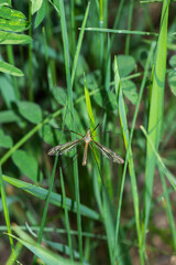 The crane fly sp., of the family Tipulidae.