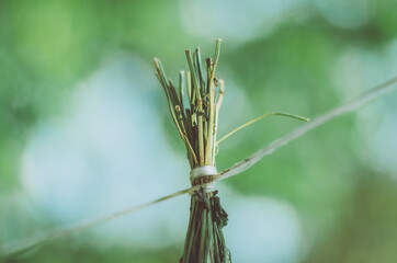Fototapeta premium Close up of a bunch of melissa mint hanging on a rope to dry