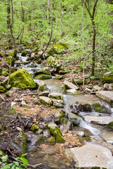 stream in the forest