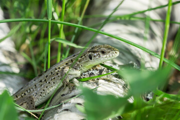 The sand lizard (lat. Lacerta agilis), of the family Lacertidae, male. Samara region.