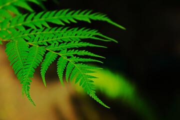 Dryopteris wallichiana fern leaf with blurred background.