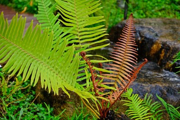 Young shoot of Dryopteris wallichiana fern in the rainforest.