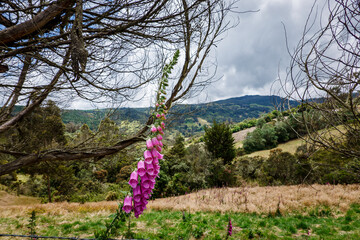 Paisajes de los cerros orientales de Bogotá via la Calera y Choachí, cultivos de papa y paisajes...