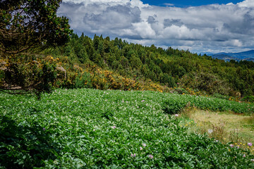 Fototapeta na wymiar Paisajes de los cerros orientales de Bogotá via la Calera y Choachí, cultivos de papa y paisajes del campo