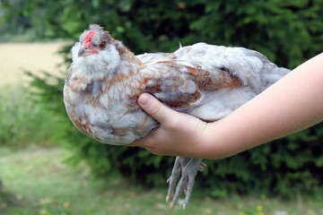 a young cock in its habitat © Risto