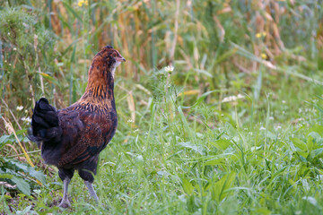 a young cock in its habitat
