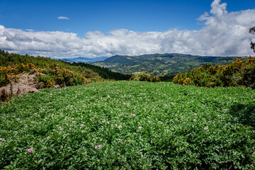 Fototapeta na wymiar Paisajes de los cerros orientales de Bogotá via la Calera y Choachí, cultivos de papa y paisajes del campo