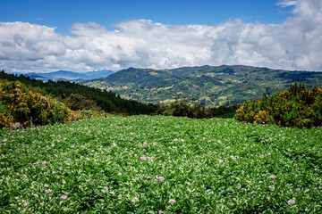Paisajes de los cerros orientales de Bogotá via la Calera y Choachí, cultivos de papa y paisajes del campo