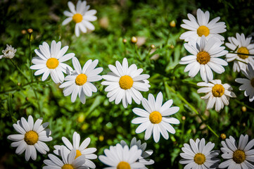 Margeriten, Leucanthemum, Korbblütler, Blume, Gartenblume, Wiesenblume, Sommer, Alpen, Graubünden, Schweiz