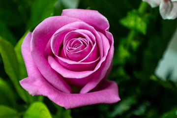 a pink rose in the garden