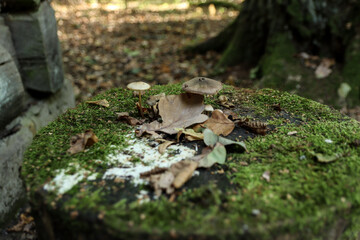 mushroom in the forest