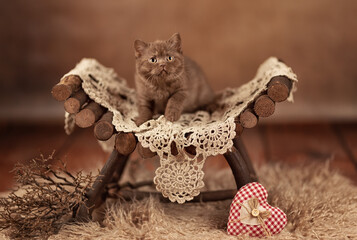 Britisch Kurzhaar Langhaar Kitten Katzenkind 