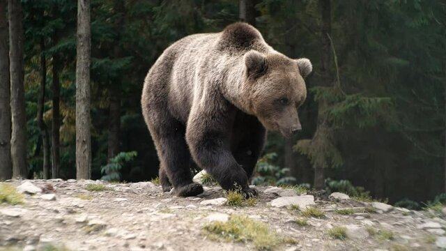 Amazing Powerful Brown Bear living walking in Wood, Wild Nature. Amazing Fur Color. Life in Forest, Home of Dangerous Animals, Freedom, Flora, and Fauna. Wild Free Life Hight in the Mountains.