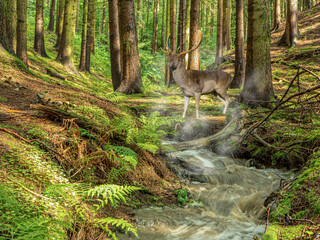 Bach mit Hirsch im Wald 