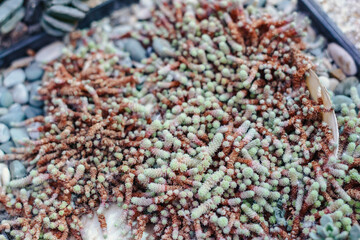 Top view of sedum growing in botanical garden