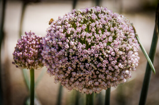 Lauch, Allium Porrum, Lauchbl&uuml;te, Lauchgruppe, Gem&uuml;se, Lauchgew&auml;chse, Ackerlauch, Garten, Gartenarbeit, Nutzgarten, Naturschutz, Bio, Naturgarten, Basel, Baselland, Nordwestschweiz, Schweiz, Sommer