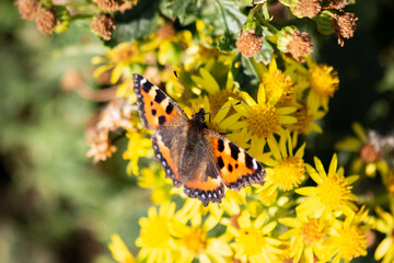 A small tortoiseshell butterfly on yellow flowers