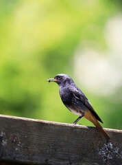 A Black Redstart (Hausrotschwanz) with a fly sitting on a fence