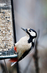 Naklejka premium Great Spotted Woodpecker, Buntspecht, at a feeding station