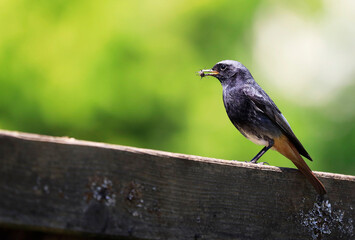 A Black Redstart (Hausrotschwanz) with a fly sitting on a fence
