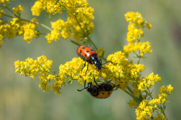 The four-spotted mylabris (lat. Mylabris quadripunctata), of the family Meloidae, and the yellow bedstraw (lat. Galium verum), of the family Rubiaceae.